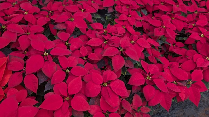 Poinsettia plant collection